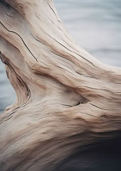 a close up of a tree trunk in the water