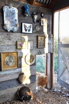 a chicken is standing in front of a door with many pictures on the wall behind it