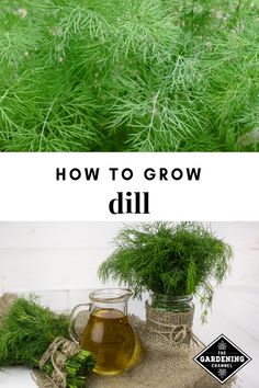 dill in a jar with the words how to grow dill next to it