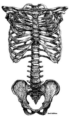 the ribs are shown in this black and white illustration, which is part of a human skeleton