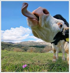 a black and white cow standing on top of a lush green field next to a purple flower