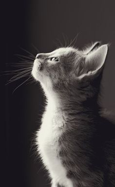 a black and white photo of a cat looking up