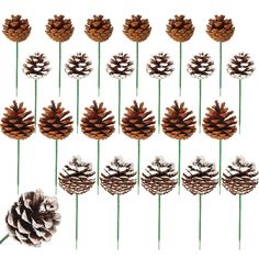 pine cones and needles are arranged in rows