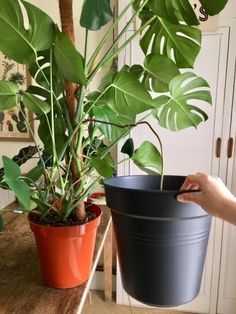 a person is holding a potted plant in front of the other plants on the table