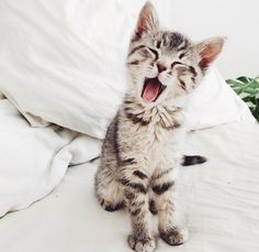 a small kitten sitting on top of a bed next to white sheets and pillows with its mouth open