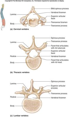 the anatomy of the human neck and shoulder