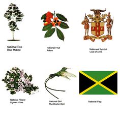 some different types of plants and flowers on a white background with the names of them