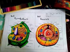 an image of the structure of a plant cell and its structures on top of a paper