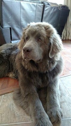 a large gray dog laying on top of a tile floor