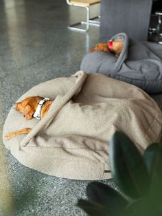 a dog laying on top of a bed in the middle of a living room next to a couch