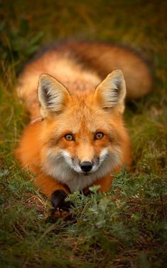 a red fox is sitting in the grass