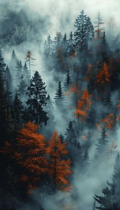 an aerial view of trees in the foggy forest with orange and yellow leaves on them