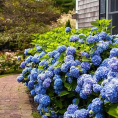 blue flowers line the side of a house