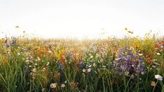 a field full of colorful flowers and grass