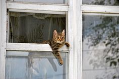 a cat is sitting on the window sill