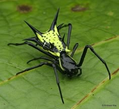 a black and yellow bug sitting on top of a green leaf