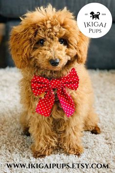 a small brown dog wearing a red bow tie