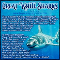 A great white shark is in the bottom right of the image, swimming at an angle toward the viewer. The background is deep blue, as the photo was taken underwater. The text outlines some trivia about great white sharks, their symbolism, and ways you can use their energy in your magickal practice. Presented by Inked Goddess Creations. Shark Awareness, Fun Animals, Collateral Damage, July 14th, Sea Witch, Food Chain, White Sharks, Great White Shark