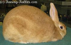 a brown rabbit sitting on top of a blue table next to a cage filled with rabbits