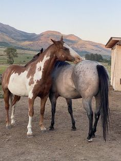 two horses standing next to each other on a dirt field with mountains in the background