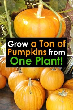 pumpkins growing on the vine with text overlay that reads grow a ton of pumpkins from one plant