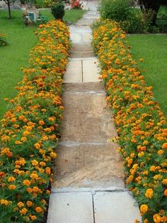 the walkway is lined with orange flowers and green grass