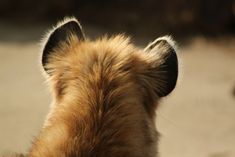 the back end of a dog's head with it's ears up in the air