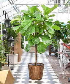 a potted plant sitting on top of a checkered floor in a room filled with tables and chairs