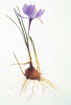 two purple flowers are growing from the roots of a plant with long, thin stems