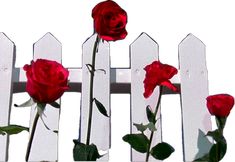 three red roses are growing through a white picket fence