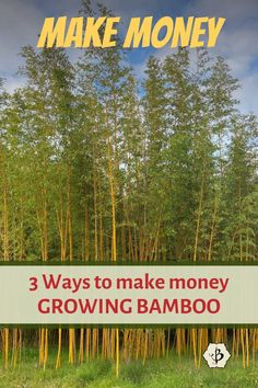 the cover of make money 3 ways to make money growing bamboo, with trees in the background