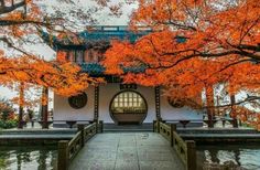 an orange tree with red leaves in front of a white and blue building next to water