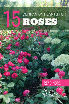 red and white flowers with the words 15 companion plants for roses in front of them