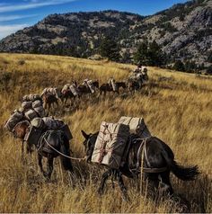 several horses are pulling a cart full of blankets through the grass with mountains in the background