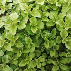 green leaves are growing on the side of a plant