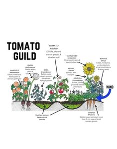 an image of a garden with plants labeled in the words tomato and other parts of it