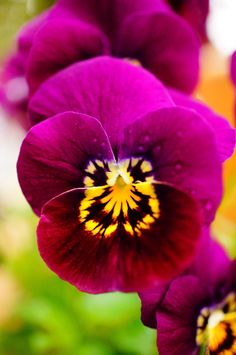 purple flowers with yellow and black stripes in the center