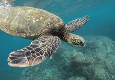 a green turtle swimming in the ocean