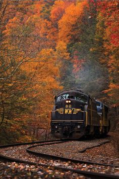 a train traveling through a forest filled with lots of colorful trees in fall colors on the tracks