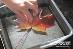 a leaf is being placed in a metal pan