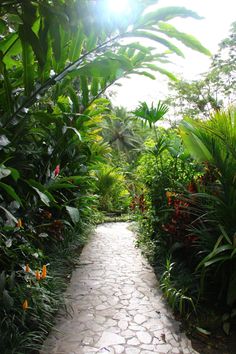 a stone path surrounded by tropical plants and flowers