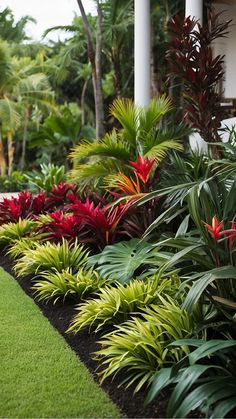 colorful tropical plants line the side of a house's front yard, with grass and trees in the background