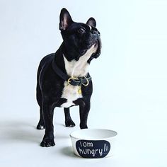 a small black and white dog standing next to a bowl that says i am hungry