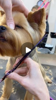 Shorkie Haircut, Yorkie Cut, Yorkie Face Grooming, Yorkie Face Haircut, Yorkshire Terrier Haircuts, How To Groom A Yorkie At Home, Yorkie Haircuts Female, Yorkie Grooming Styles, Yorkie Haircut Male