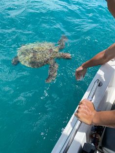 a turtle is swimming in the water near a man's hand on a boat