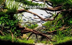 an aquarium filled with lots of green plants and trees in the water's bottom half