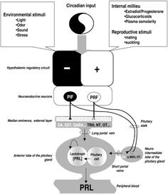 Circadian Input A Bad, Photography