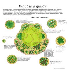 an illustrated guide to the different types of trees and shrubs in a garden, with instructions on how to plant them