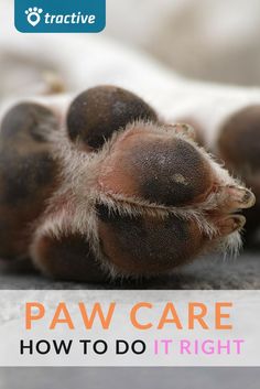 paws with the words paw care how to do it right on top of them and below