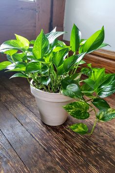 a potted plant sitting on top of a wooden table